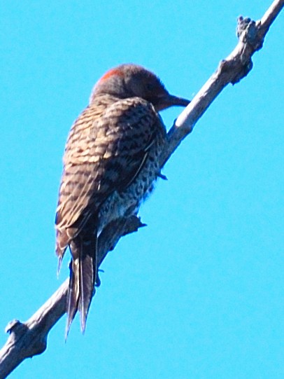 Northern Flicker - Colin Fisher