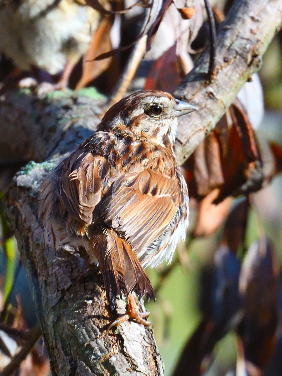 Song Sparrow - ML475609551