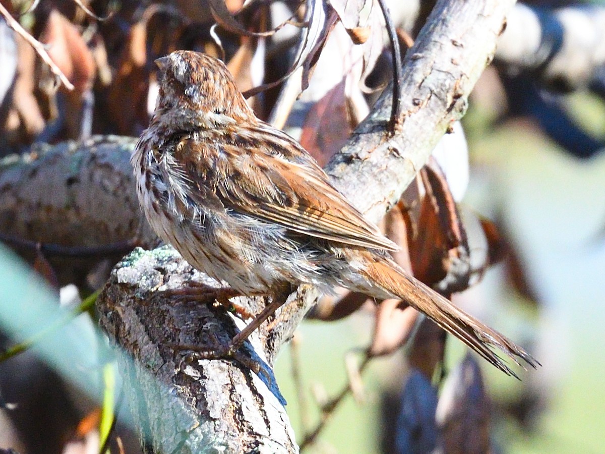 Song Sparrow - Colin Fisher