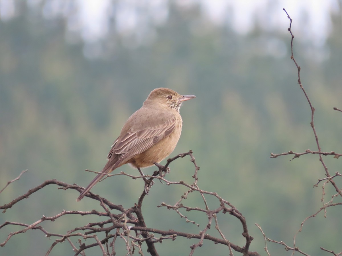 Great Shrike-Tyrant - ML475610111
