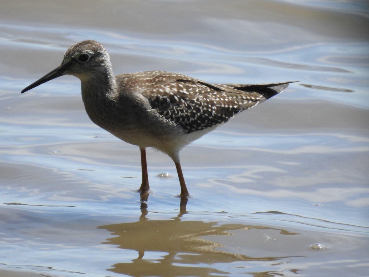 Lesser Yellowlegs - ML475610301