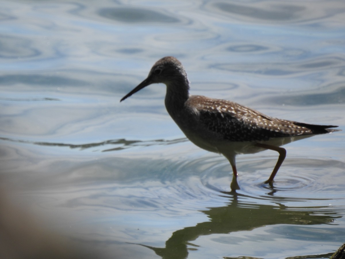 Lesser Yellowlegs - ML475610311