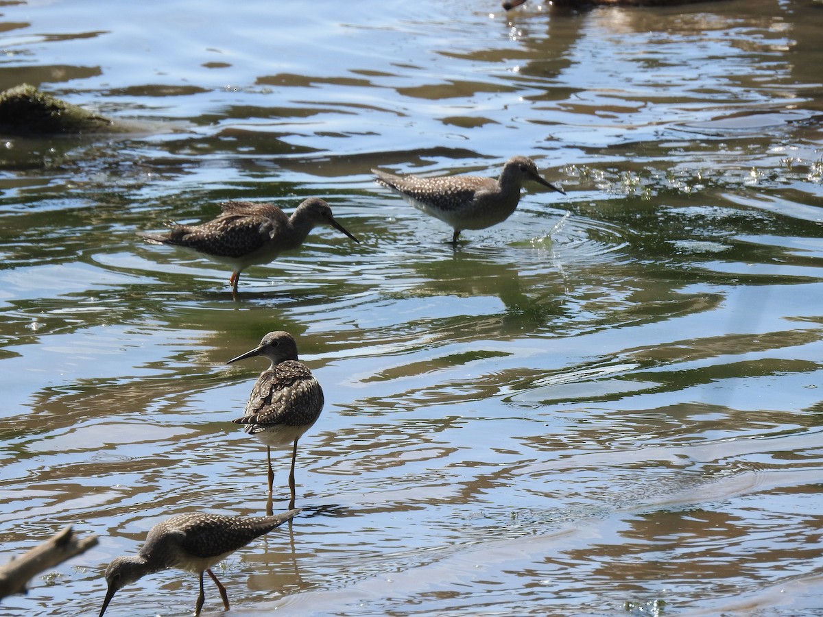 Lesser Yellowlegs - ML475610321