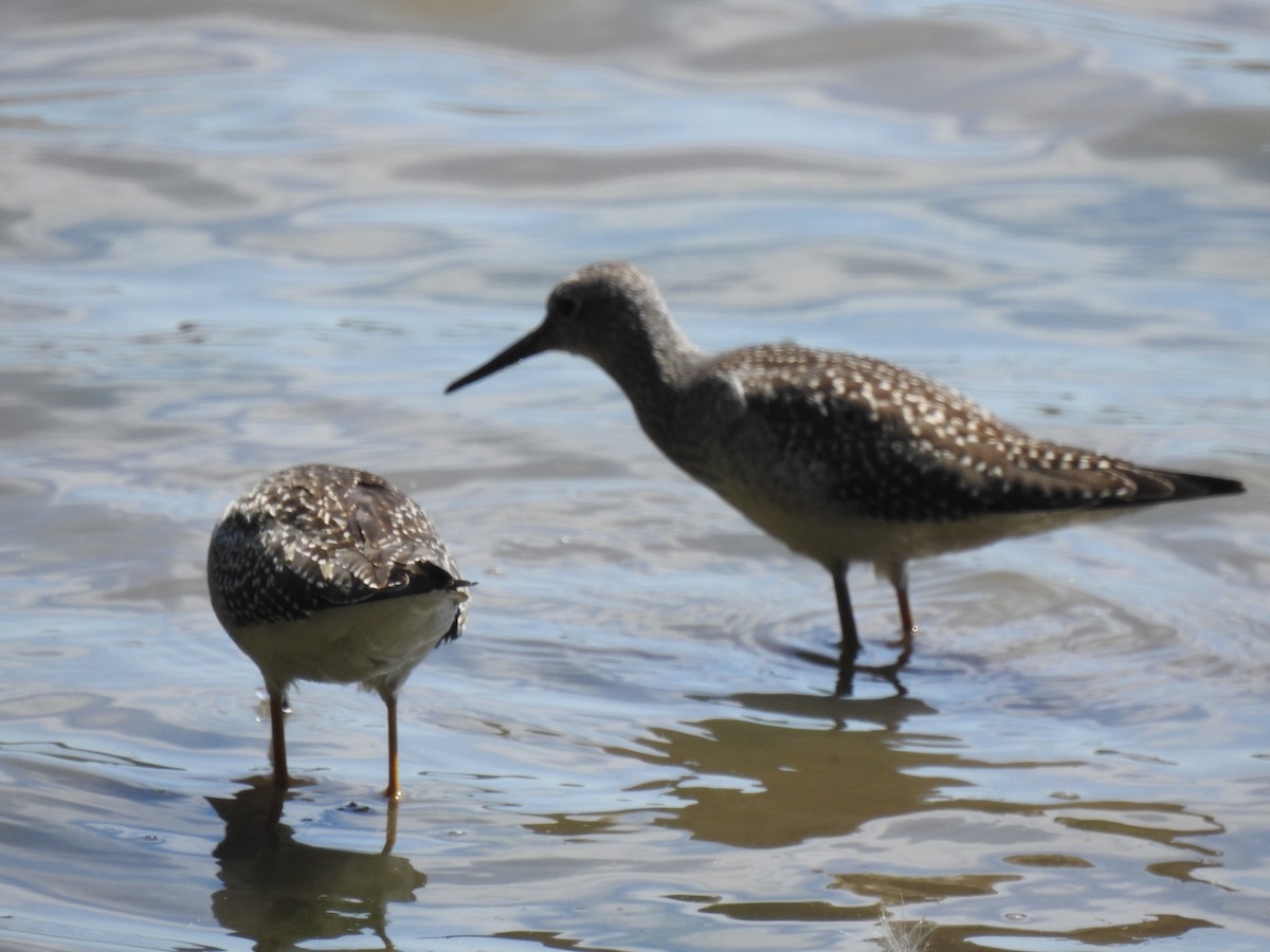 Lesser Yellowlegs - ML475610331