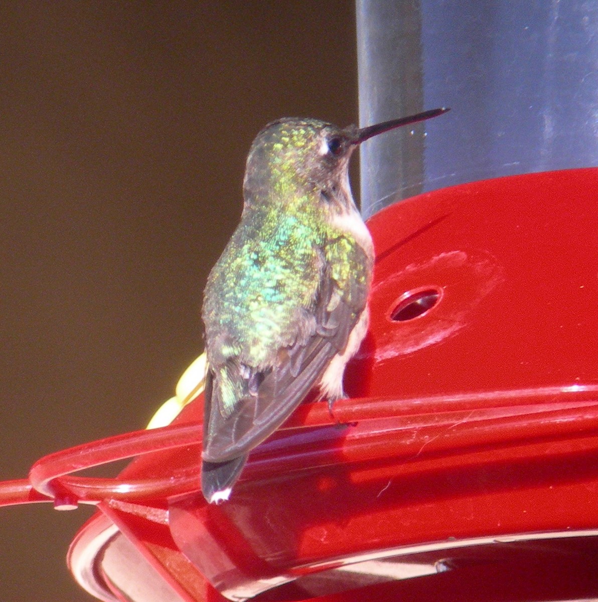 Ruby-throated Hummingbird - ML47561041