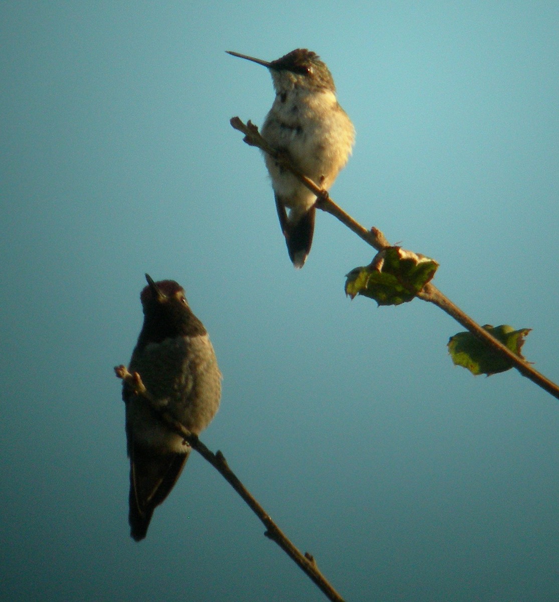 Ruby-throated Hummingbird - ML47561061