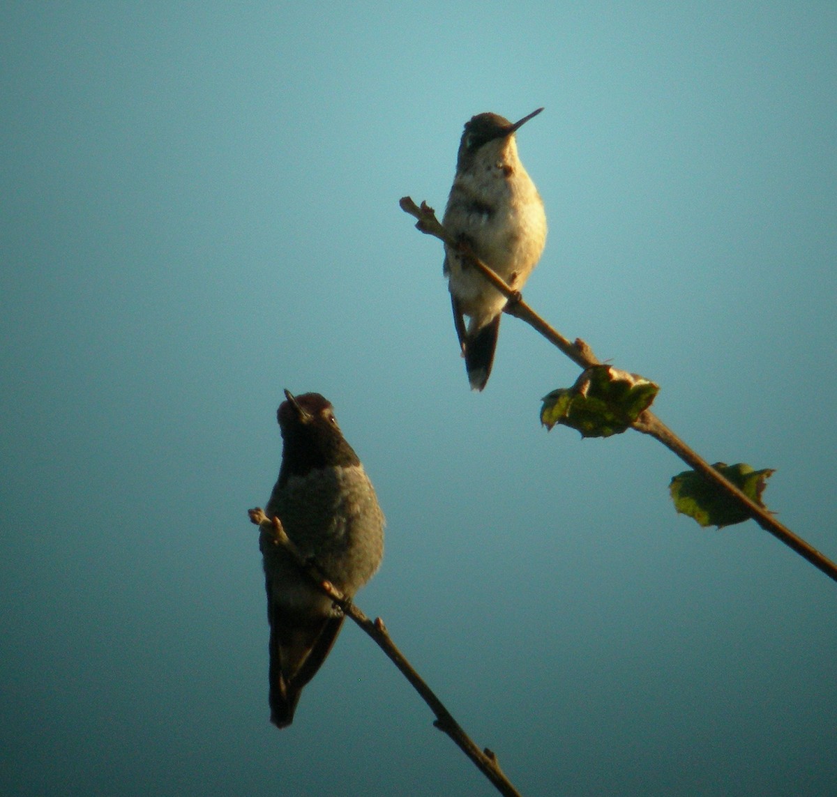 Ruby-throated Hummingbird - ML47561081