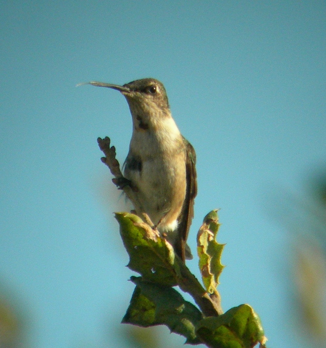 Ruby-throated Hummingbird - ML47561101