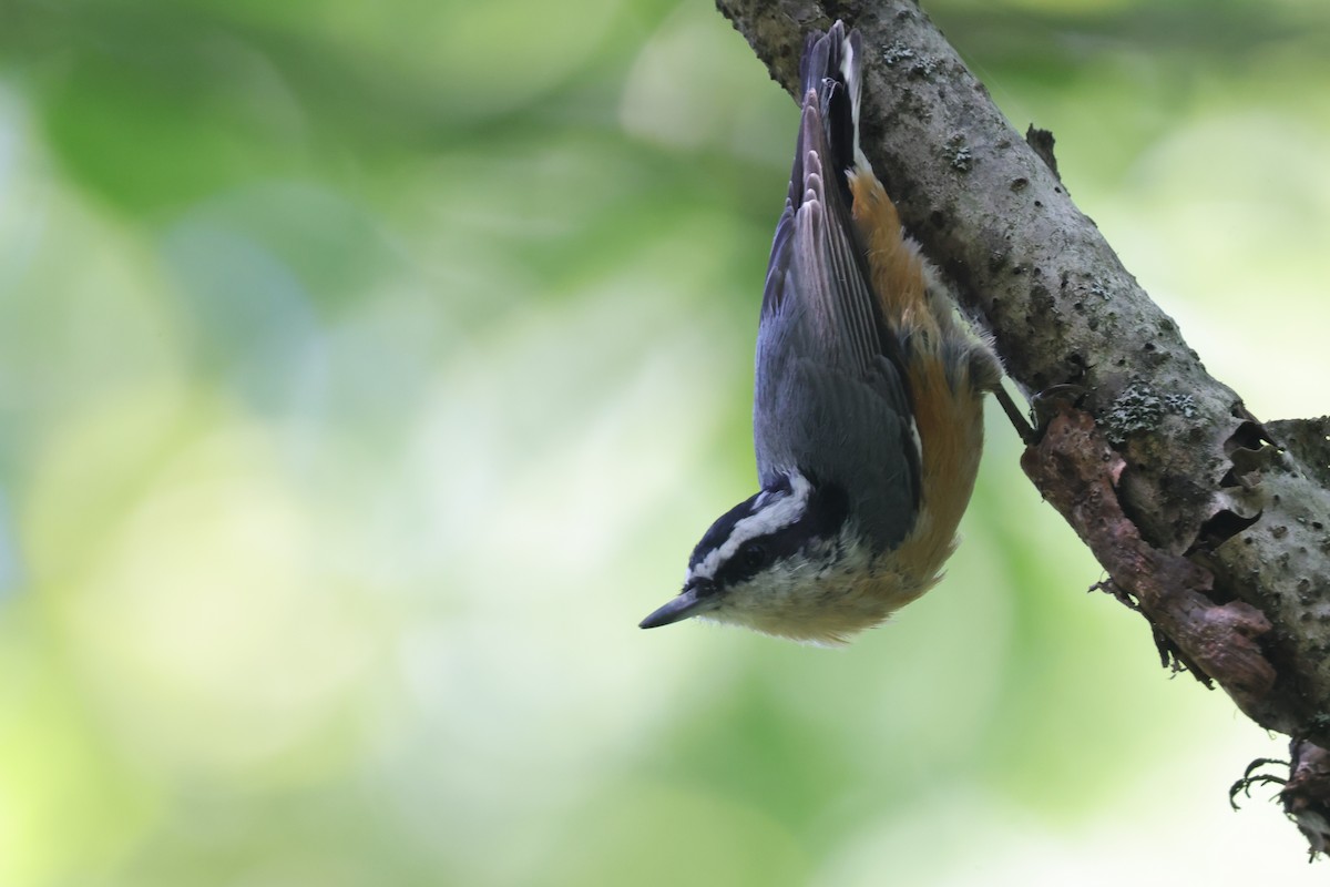 Red-breasted Nuthatch - ML475611111