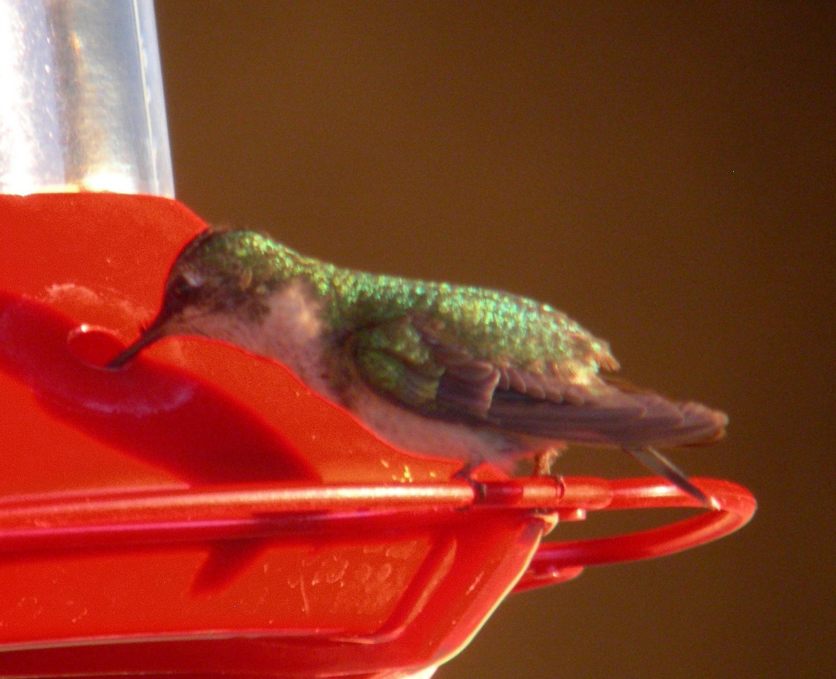 Ruby-throated Hummingbird - ML47561131