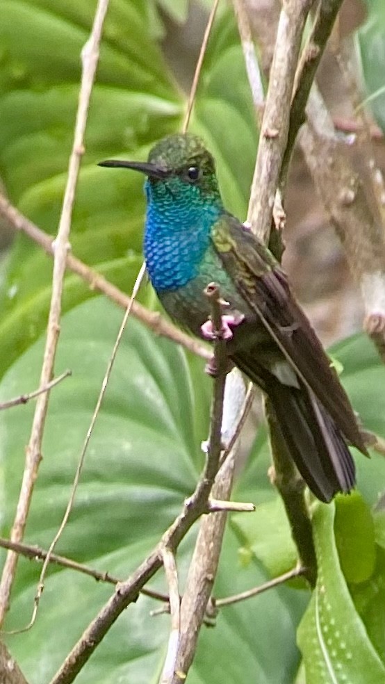 Bronze-tailed Plumeleteer - Alex Cruz Jr 🦤