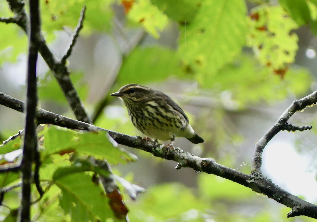 Northern Waterthrush - Mary McCafferty