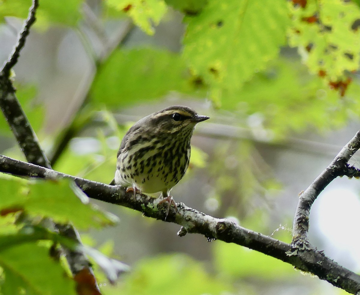 Northern Waterthrush - Mary McCafferty