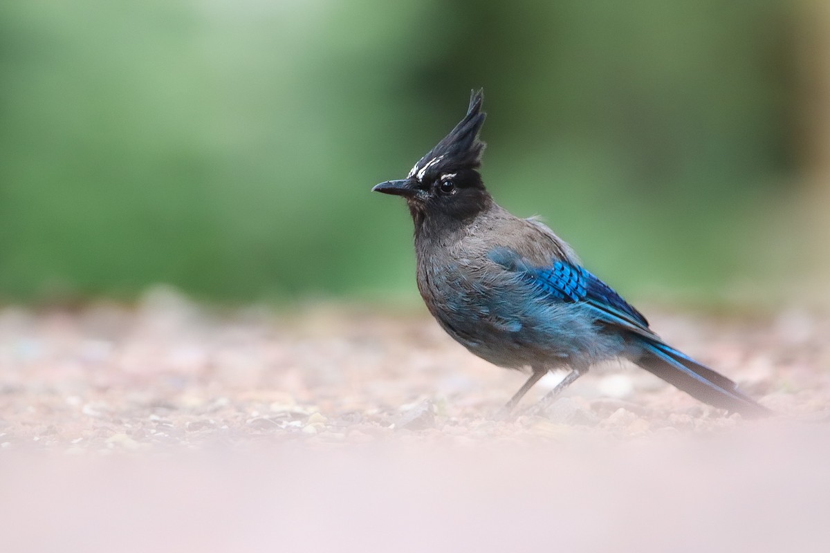 Steller's Jay - ML475614001