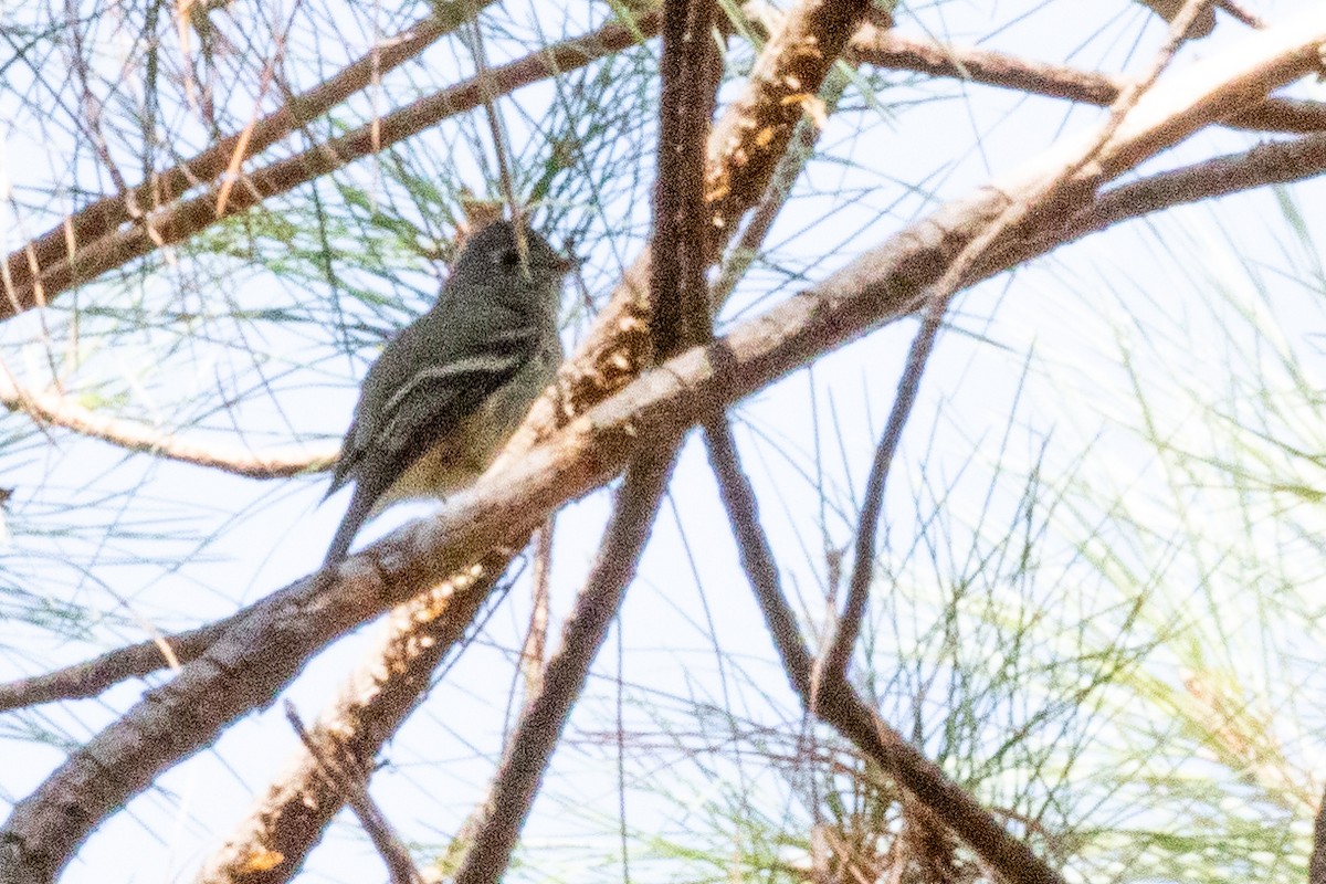 Pine Flycatcher - ML475614931