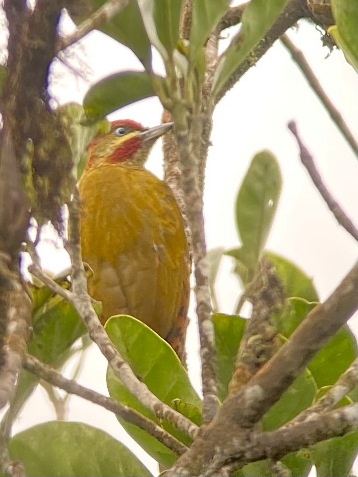 Stripe-cheeked Woodpecker - ML475615191