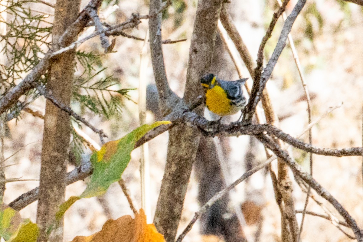 Grace's Warbler - ML475615261