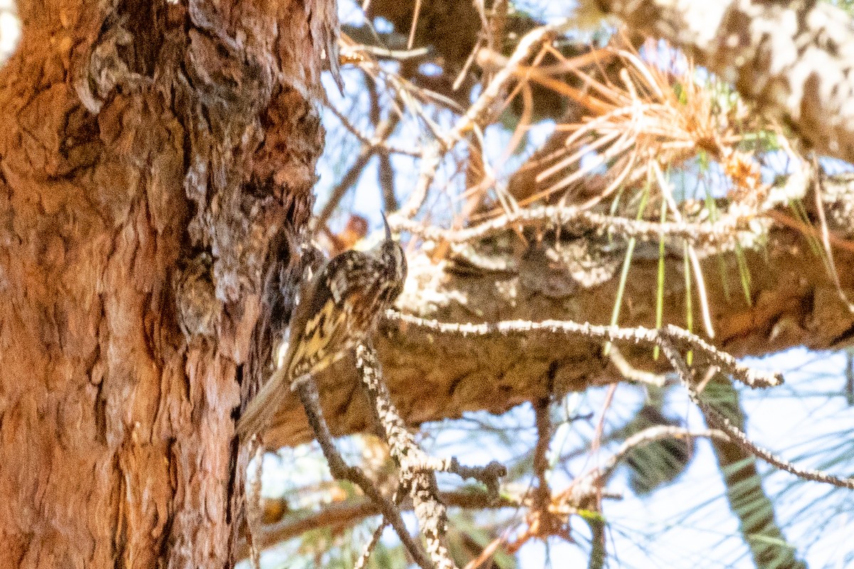 Brown Creeper - ML475615431