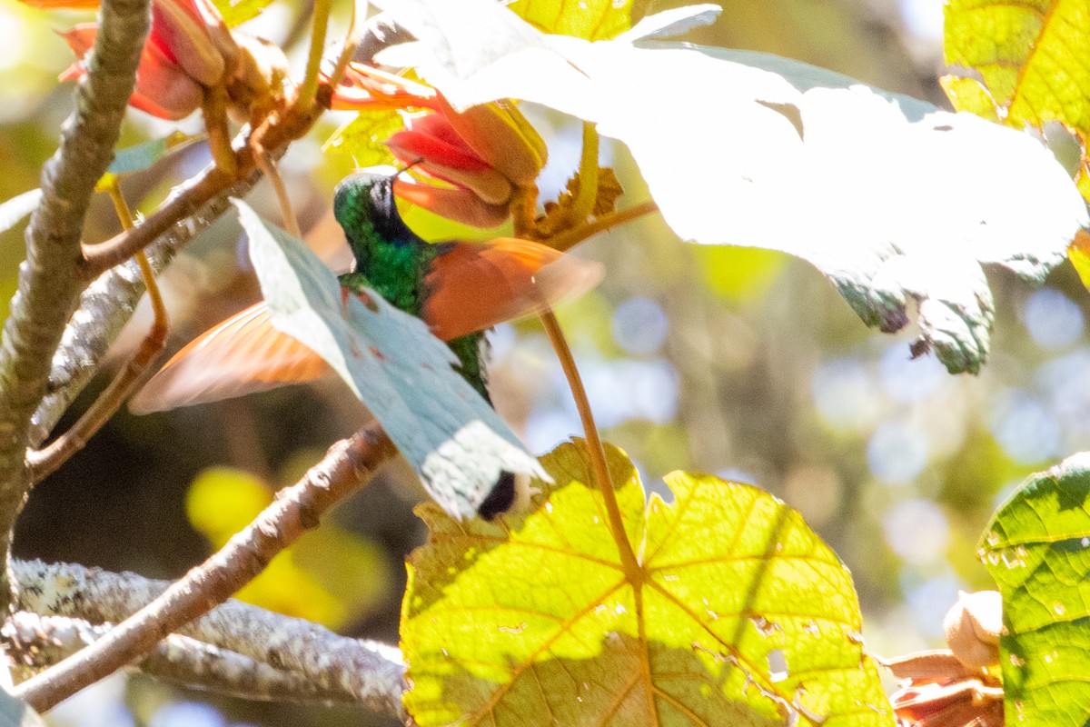 Garnet-throated Hummingbird - ML475618181