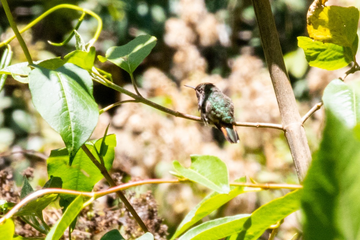 Bumblebee Hummingbird - ML475618471