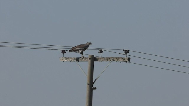 Орел-самітник чубатий - ML475618561