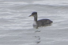 Red-necked Grebe - ML47561861