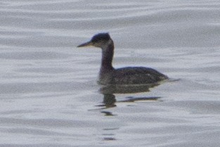 Red-necked Grebe - ML47561871