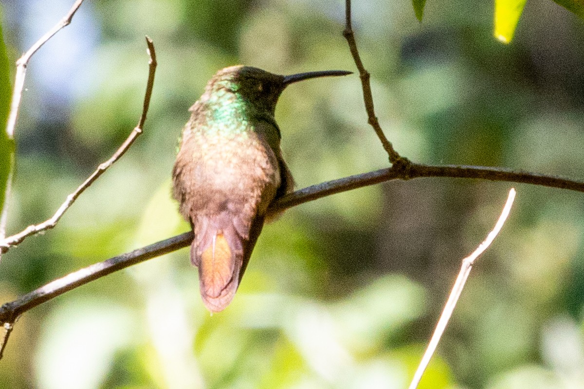 Berylline Hummingbird - ML475619031