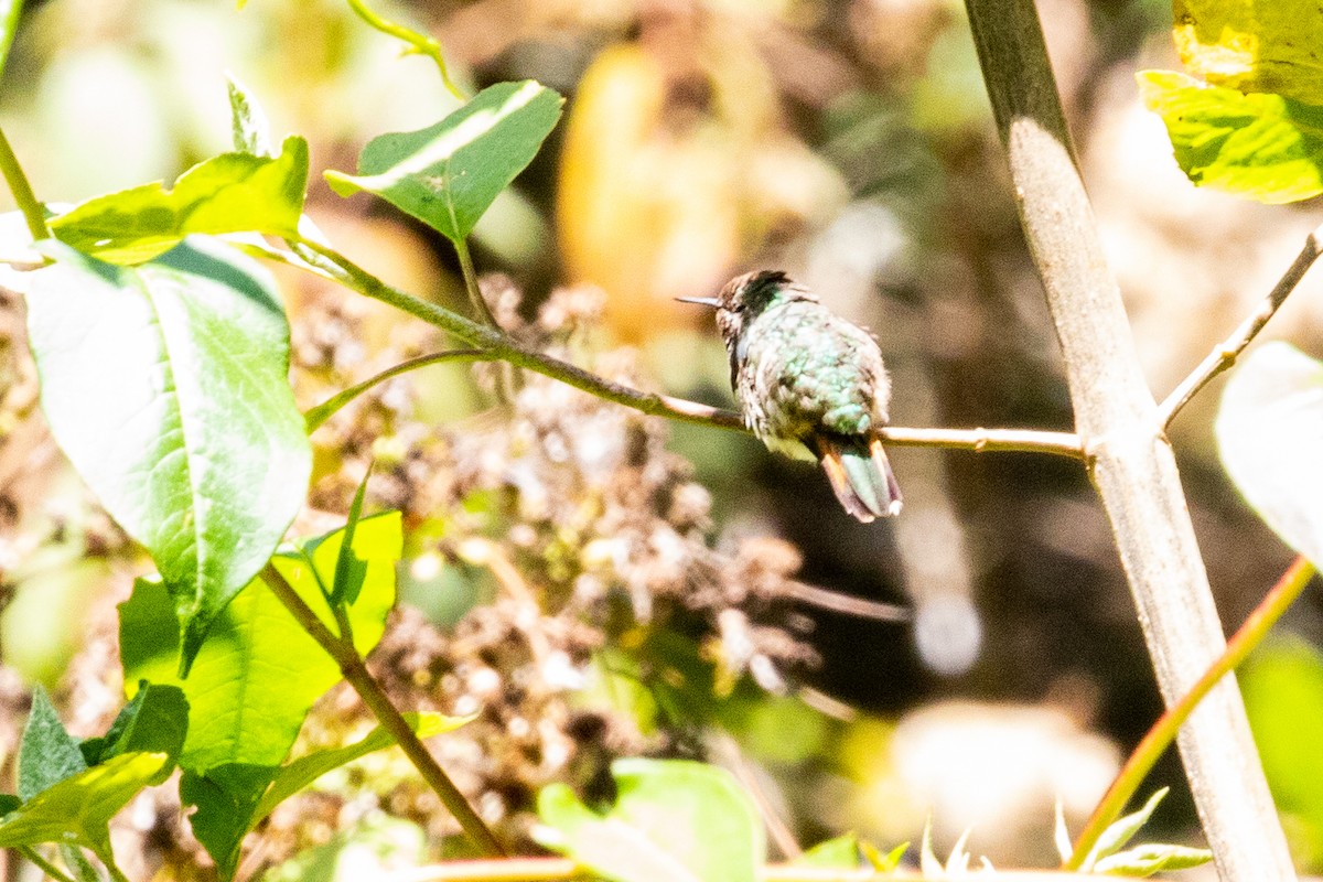 Bumblebee Hummingbird - ML475619111