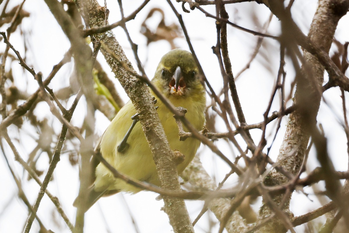 Papageischnabel-Kleidervogel - ML475619121