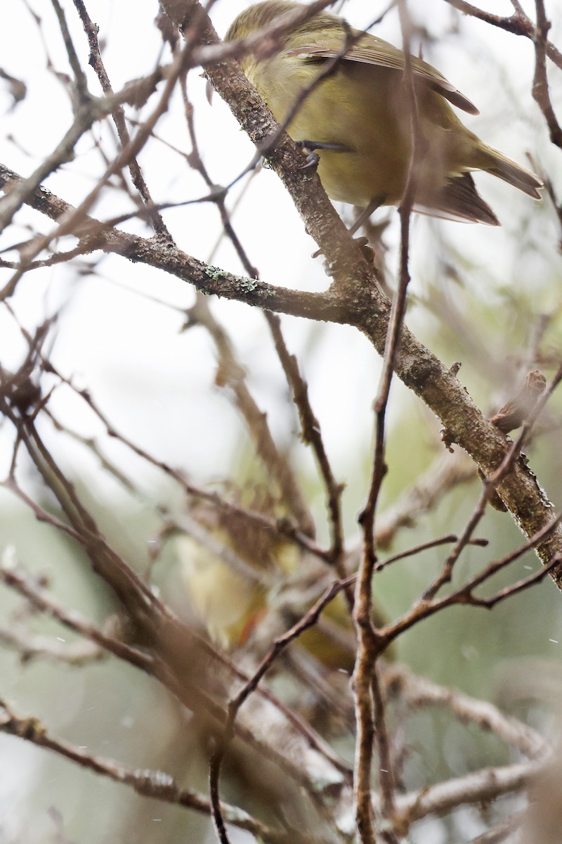 Maui Parrotbill - ML475619191