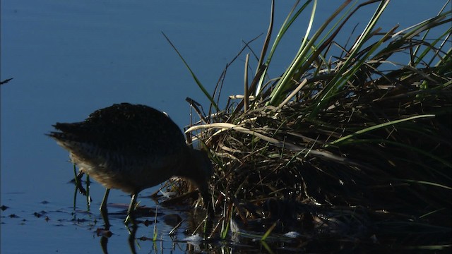 Long-billed Dowitcher - ML475620