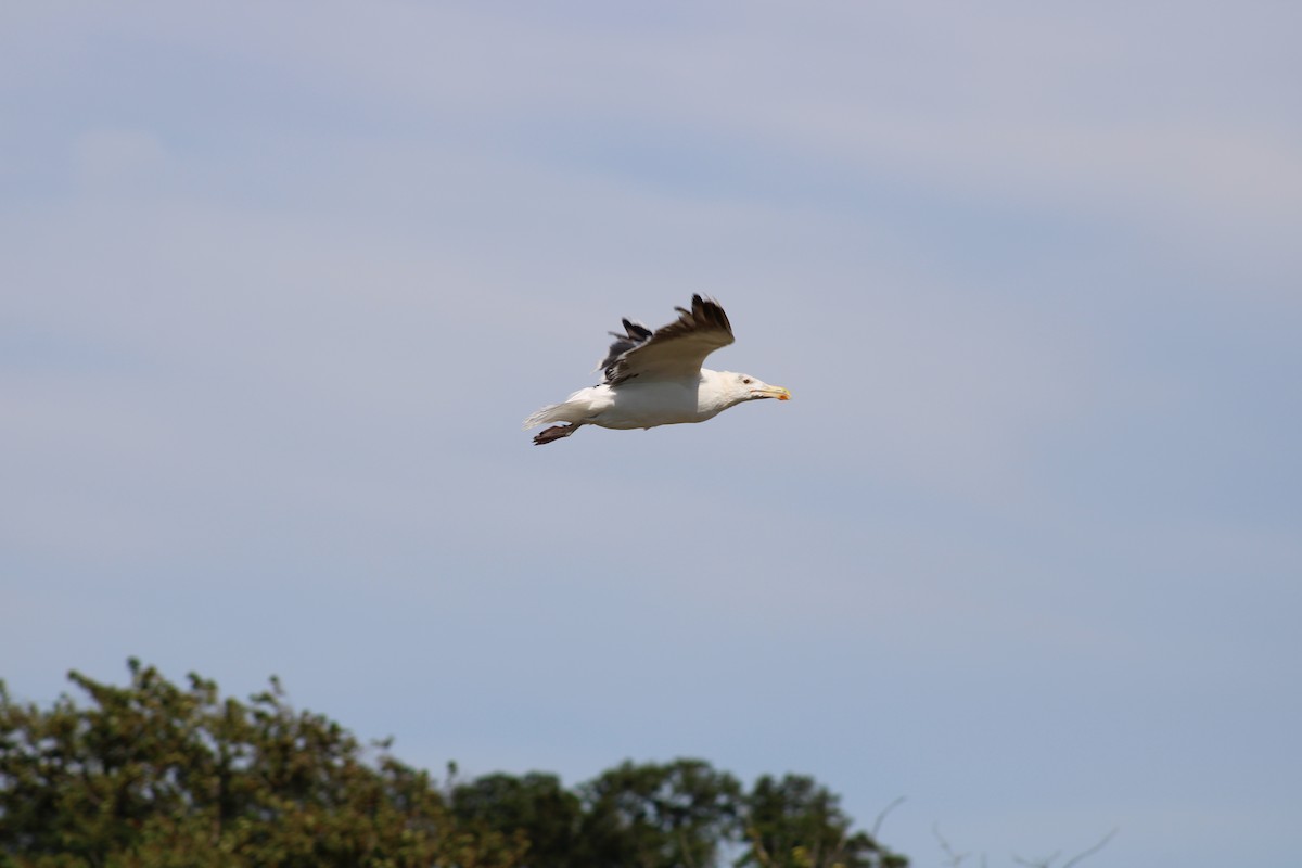 Great Black-backed Gull - Randy Maharaj