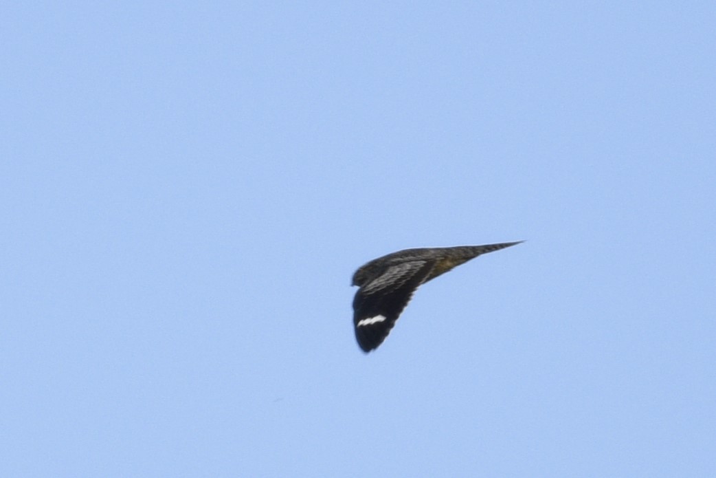 Common Nighthawk - ML475622941