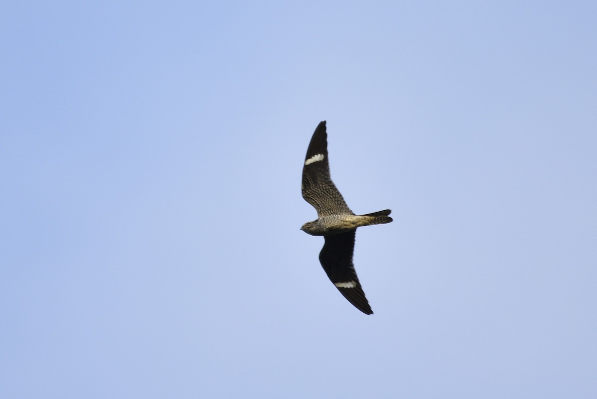 Common Nighthawk - ML475623011