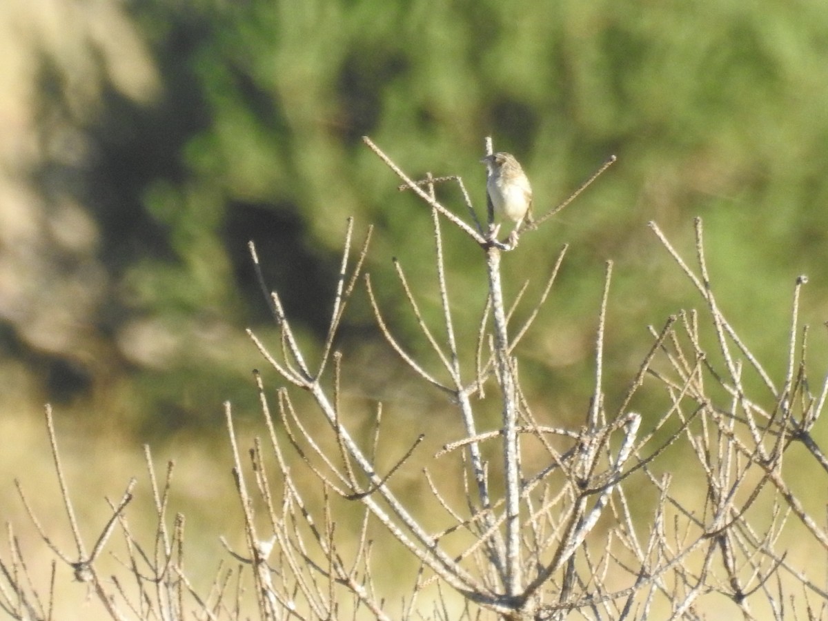 Grasshopper Sparrow - ML475624231