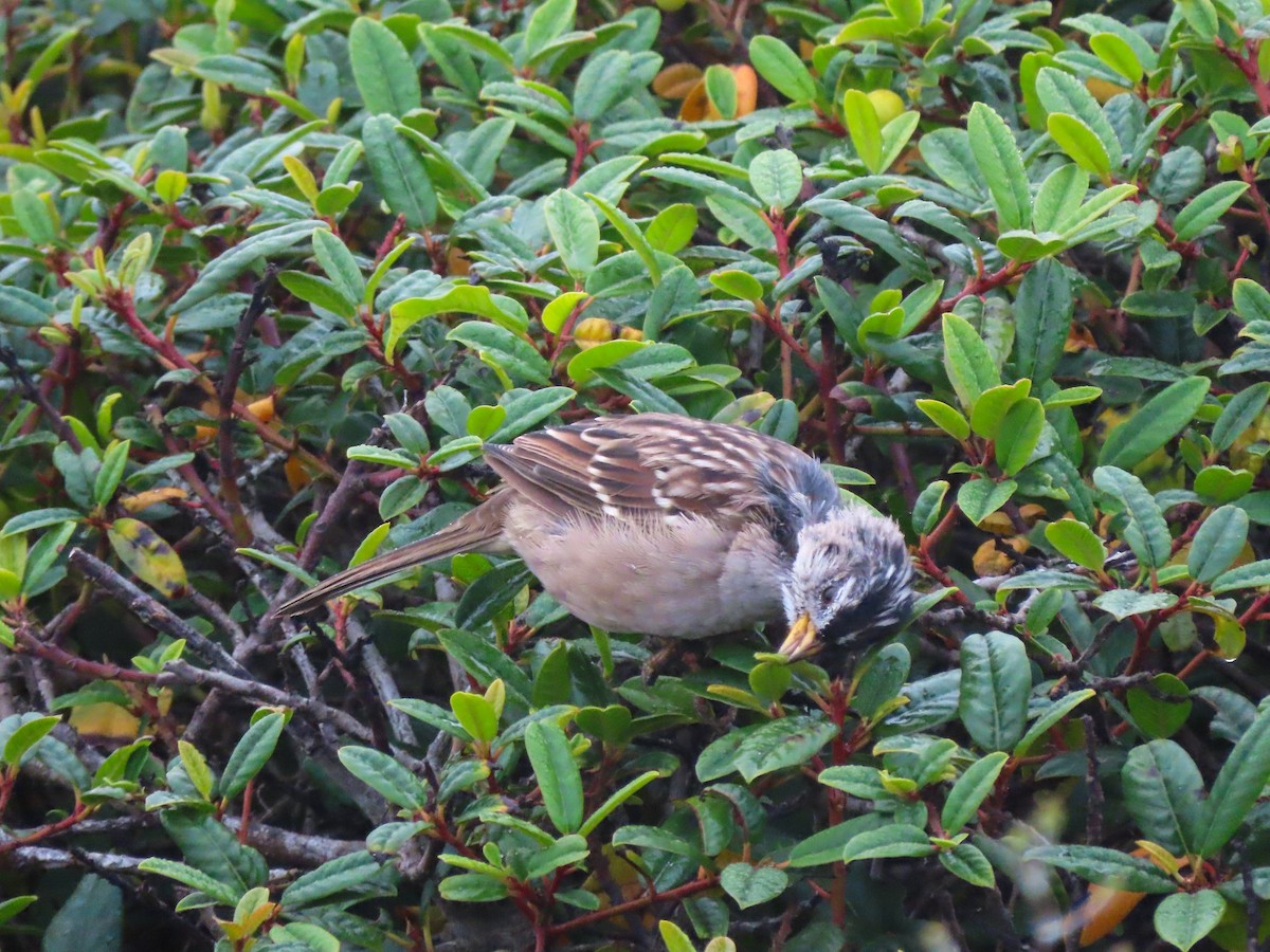 White-crowned Sparrow (nuttalli) - ML475624251