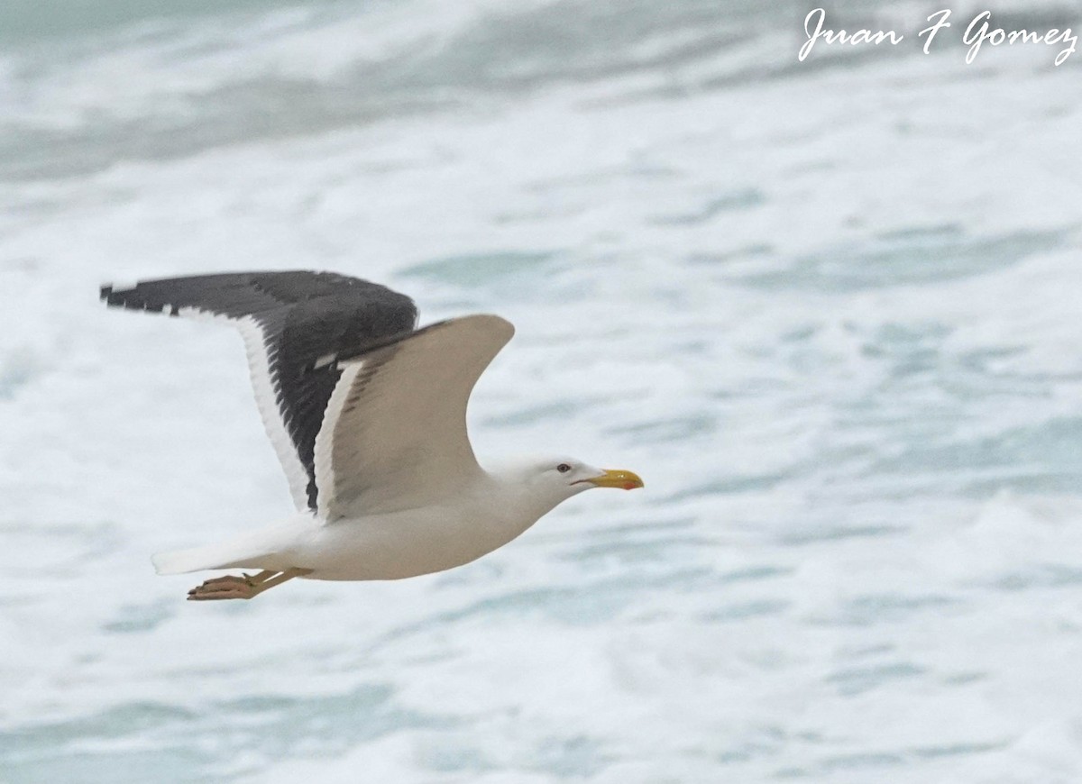 Kelp Gull - ML475624361