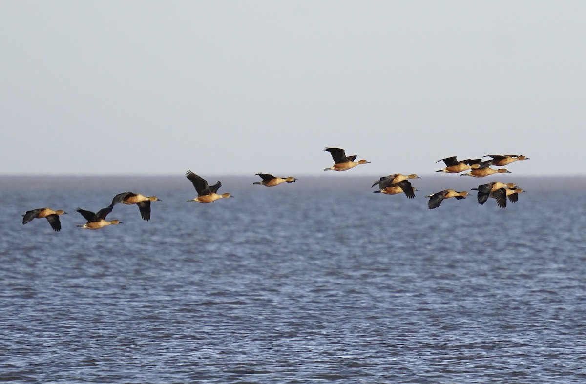 Fulvous Whistling-Duck - ML475624691