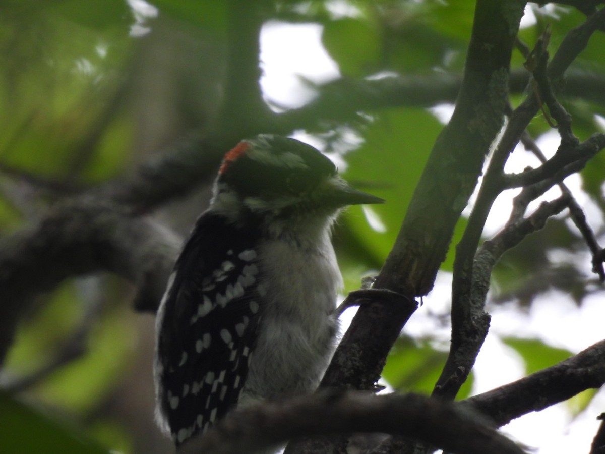 Hairy Woodpecker - Cheryl McGrath