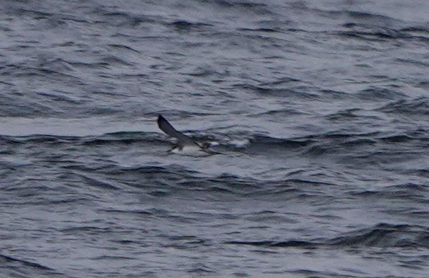 Buller's Shearwater - ML475627811