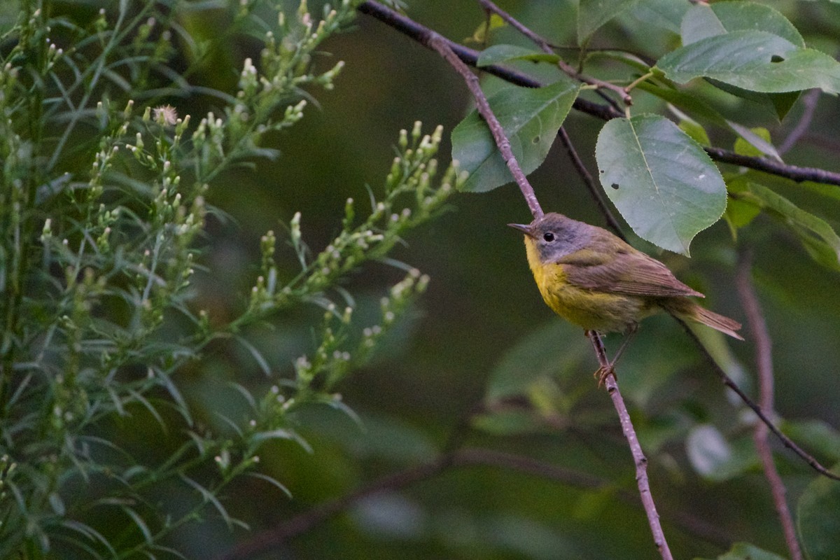 Nashville Warbler - Kevin Lin