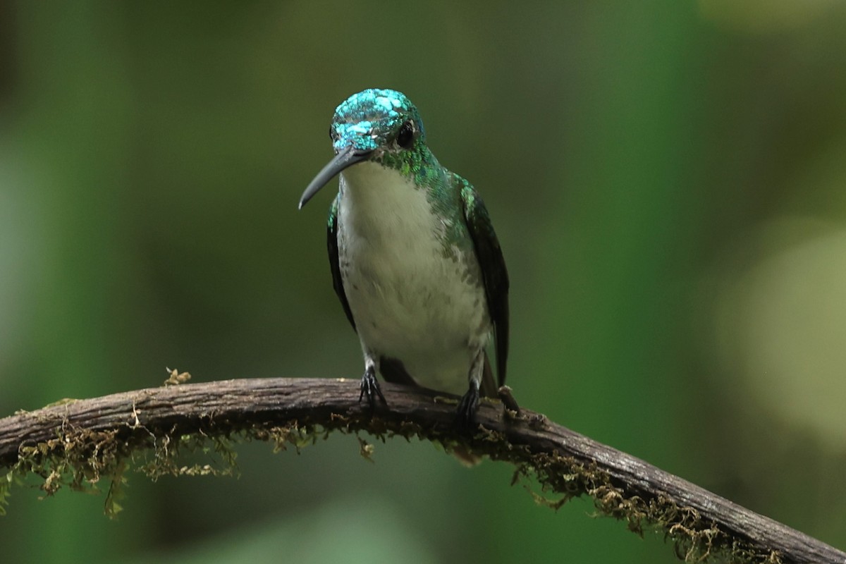 kolibřík andský - ML475628831