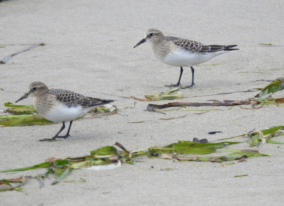 Baird's Sandpiper - ML475629181