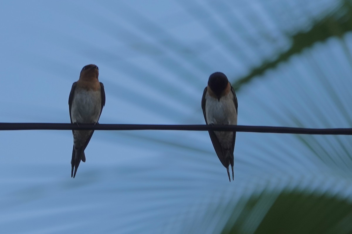 Welcome Swallow - ML475629531