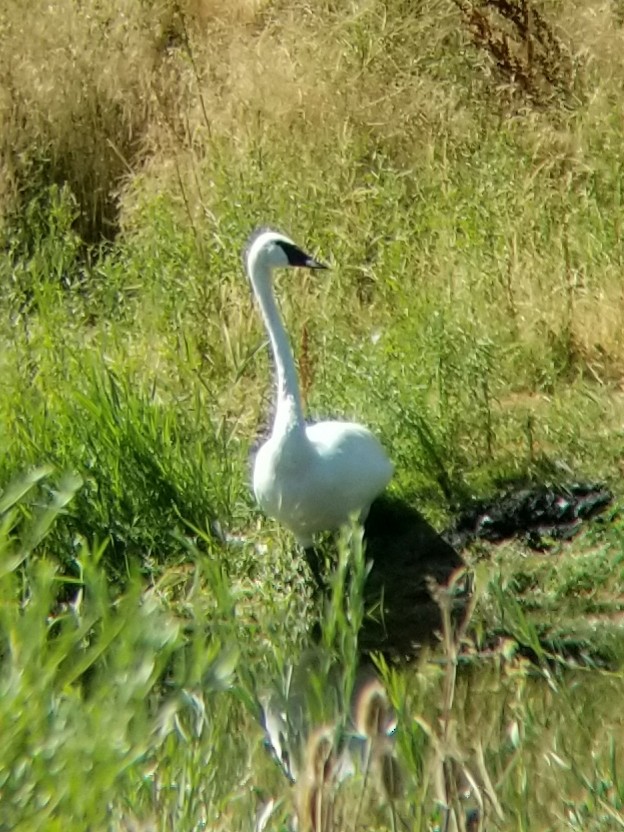 Trumpeter Swan - ML475630001