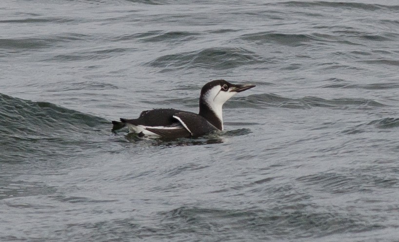 Common Murre - ML47563181