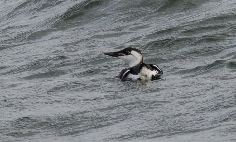 Common Murre - ML47563191