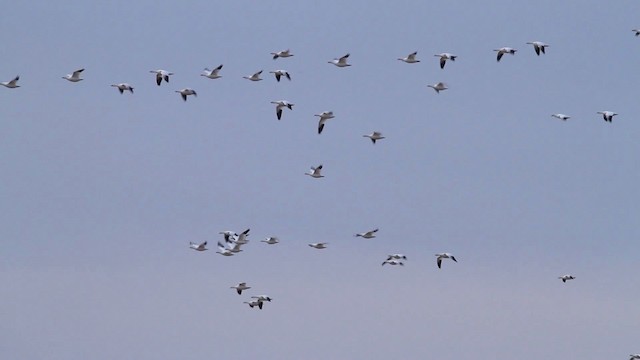 Snow/Ross's Goose - ML475633