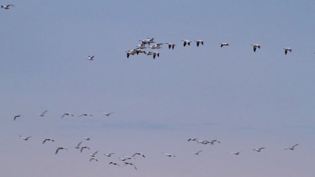 Snow/Ross's Goose - ML475634